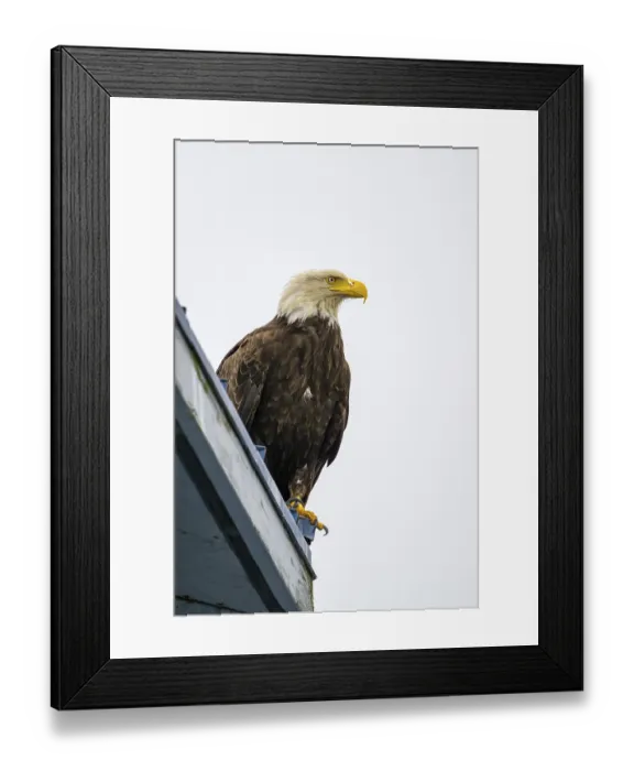 Framed Print : A perched bald eagle, Haliaeetus leucocephalus