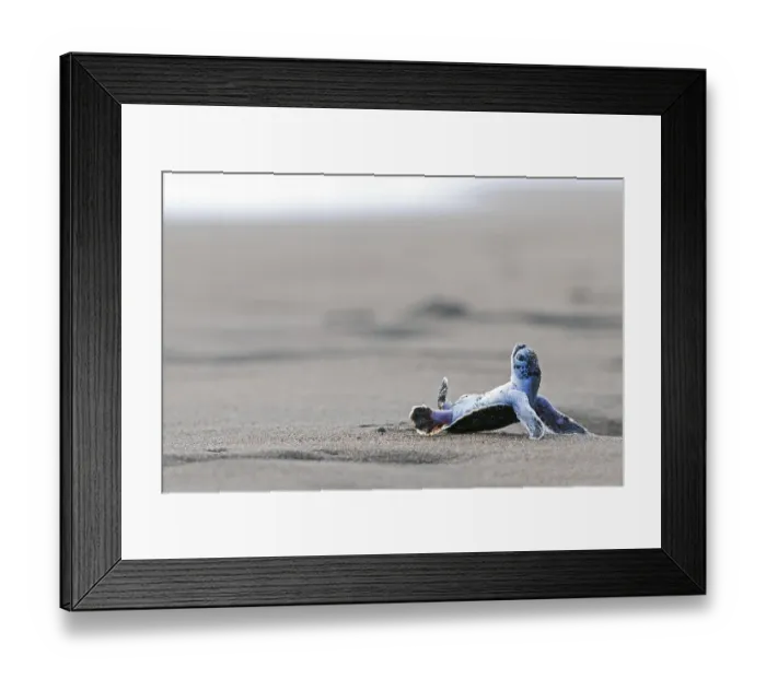 Framed Print : Pacific green turtle or green sea turtlee (Chelonia mydas)