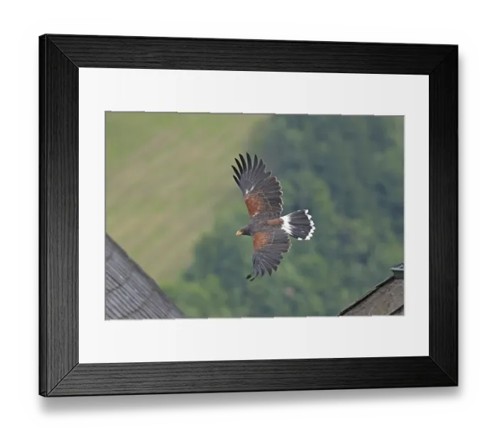 Framed Print : Harris's hawk (Parabuteo unicinctus)