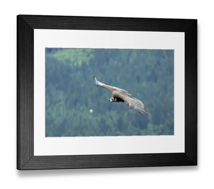Framed Print : Bearded vulture (Gypaetus barbatus)