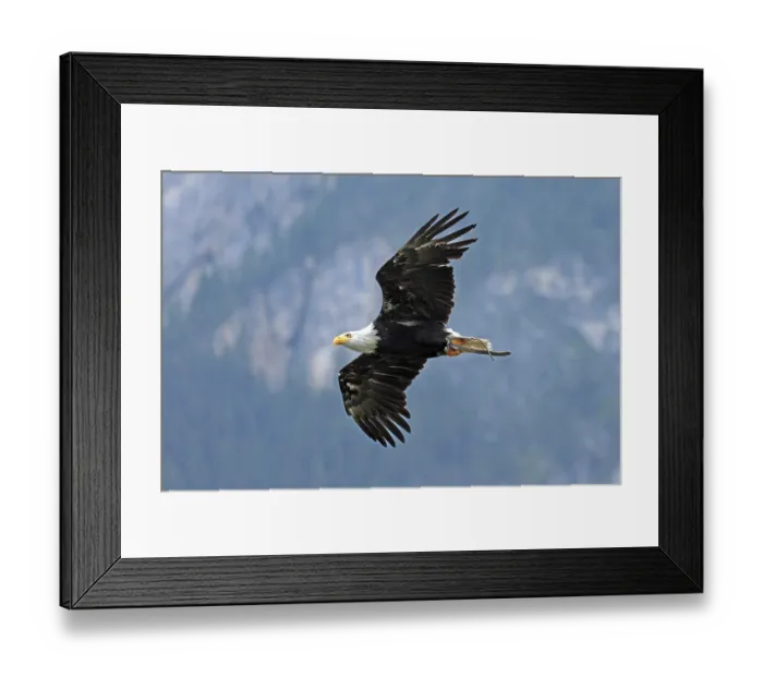 Framed Print : Bald eagle (Haliaeetus leucocephalus)