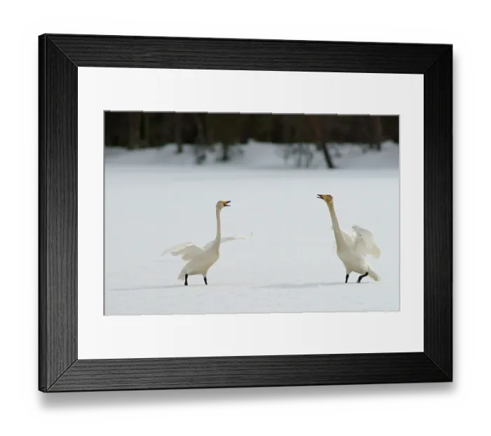 Framed Print : Whooper Swans (Cygnus Cygnus), Kuusamo, Finland