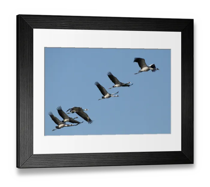 Framed Print : Common Cranes (Grus grus) in flight in the morning sun