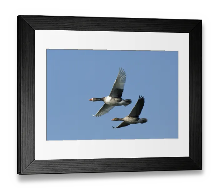 Framed Print : Pair of Greylag Goose (Anser anser) in flight Framed Print : Pair of Greylag Goose (Anser anser) in flight