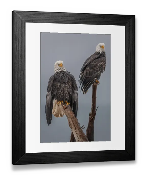 Framed Print : Two bald eagles, Haliaeetus leucocephalus