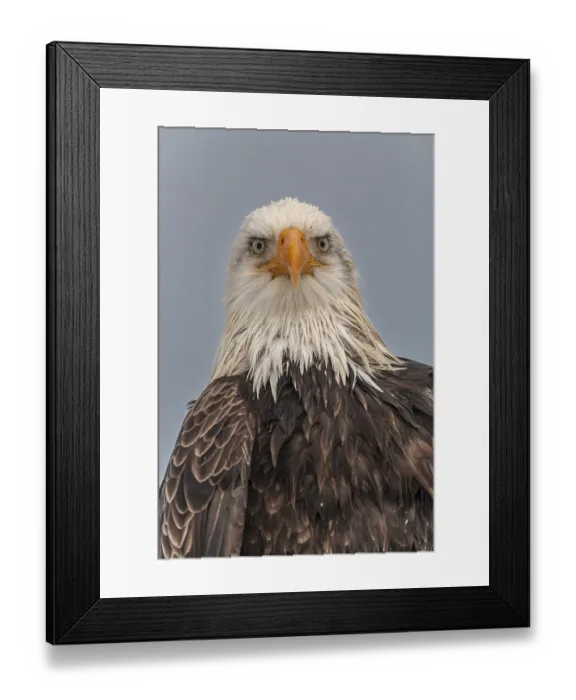 Framed Print : Bald eagle, Haliaeetus leucocephalus