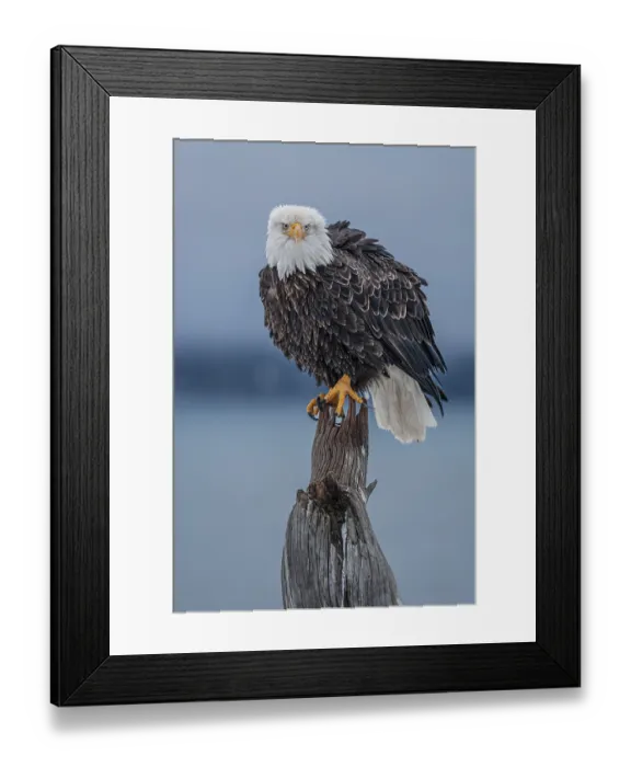 Framed Print : Bald eagle, Haliaeetus leucocephalus Framed Print : Bald eagle, Haliaeetus leucocephalus