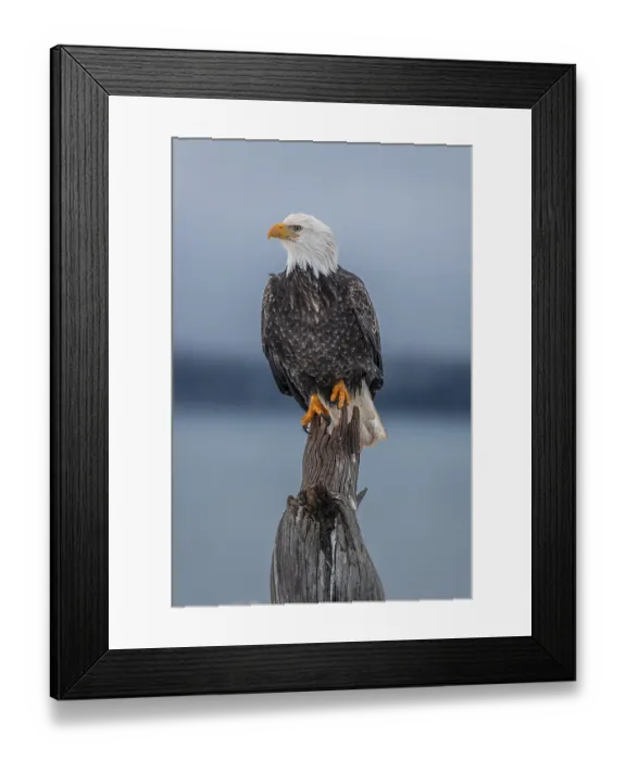 Framed Print : Bald eagle, Haliaeetus leucocephalus Framed Print : Bald eagle, Haliaeetus leucocephalus