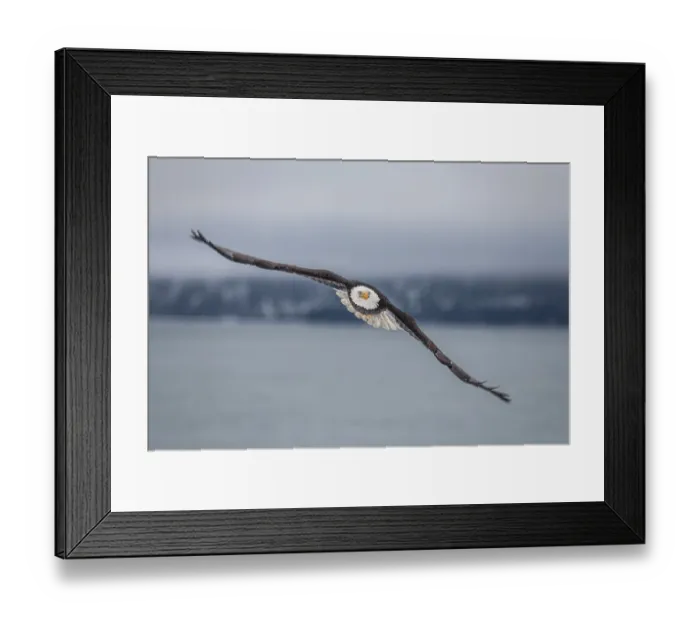 Framed Print : Bald eagle, Haliaeetus leucocephalus