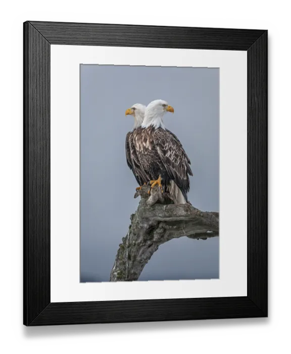 Framed Print : Two bald eagles, Haliaeetus leucocephalus Framed Print : Two bald eagles, Haliaeetus leucocephalus