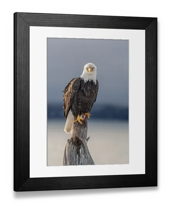 Framed Print : Bald eagle, Haliaeetus leucocephalus Framed Print : Bald eagle, Haliaeetus leucocephalus