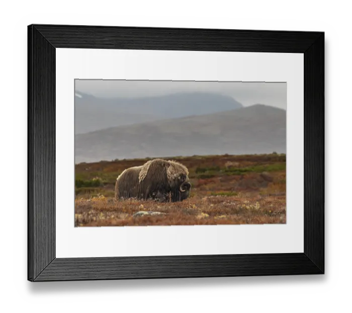 Framed Print : Herd of musk oxen (Ovibos moschatus)