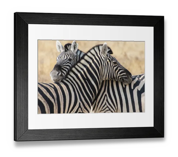 Framed Print : Plains Zebras or Burchell's Zebras (Equus burchelli)