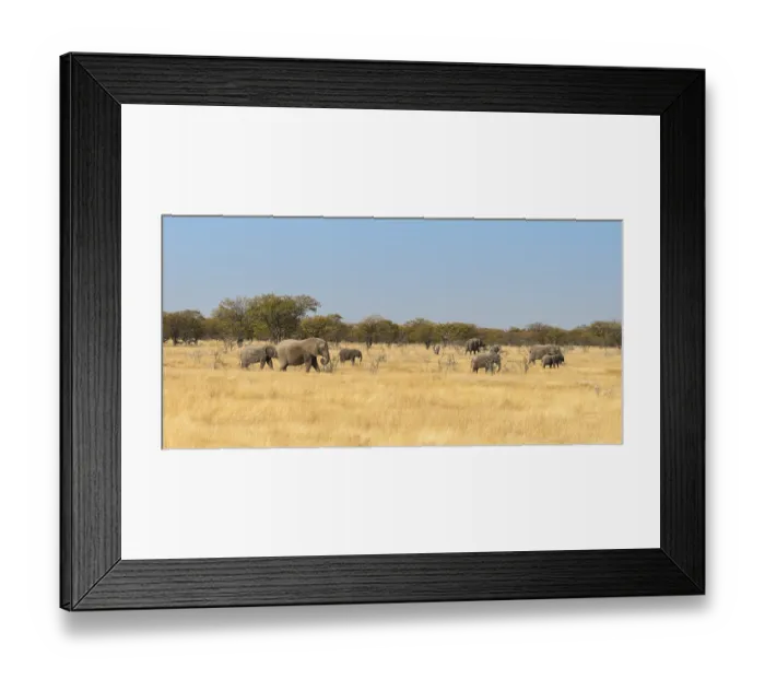 Framed Print : African elephants (Loxodonta africana)