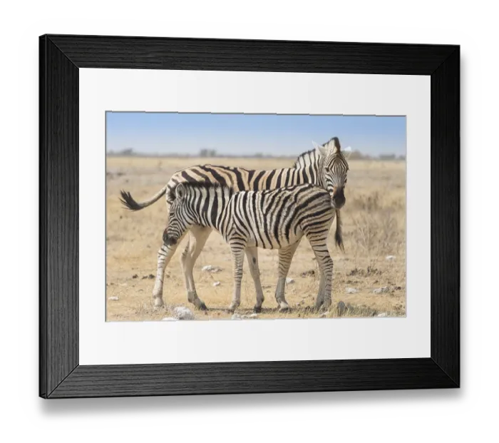 Framed Print : Plains Zebra (Equus quagga) with foal Framed Print : Plains Zebra (Equus quagga) with foal