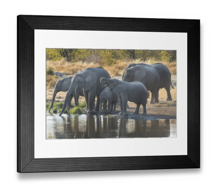 Framed Print : African Elephants (Loxodonta africana) Framed Print : African Elephants (Loxodonta africana)