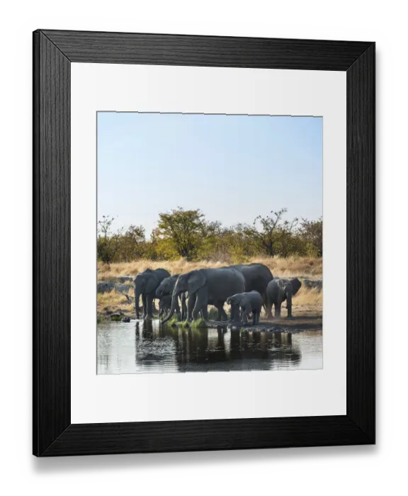 Framed Print : African Elephants (Loxodonta africana)