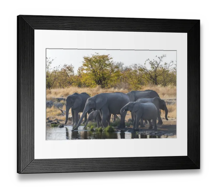 Framed Print : African Elephants (Loxodonta africana) Framed Print : African Elephants (Loxodonta africana)