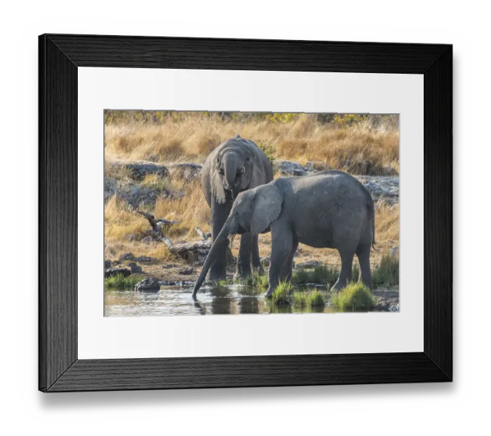 Framed Print : African Elephants (Loxodonta africana) drinking at the Nuamses waterhole Framed Print : African Elephants (Loxodonta africana) drinking at the Nuamses waterhole