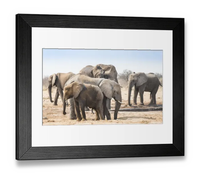 Framed Print : Herd of African Bush Elephants (Loxodonta africana)