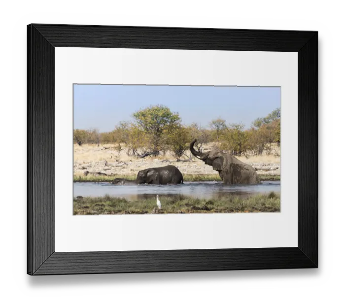 Framed Print : African Elephants (Loxodonta africana) with young bathing at the Rietfontein waterhole Framed Print : African Elephants (Loxodonta africana) with young bathing at the Rietfontein waterhole