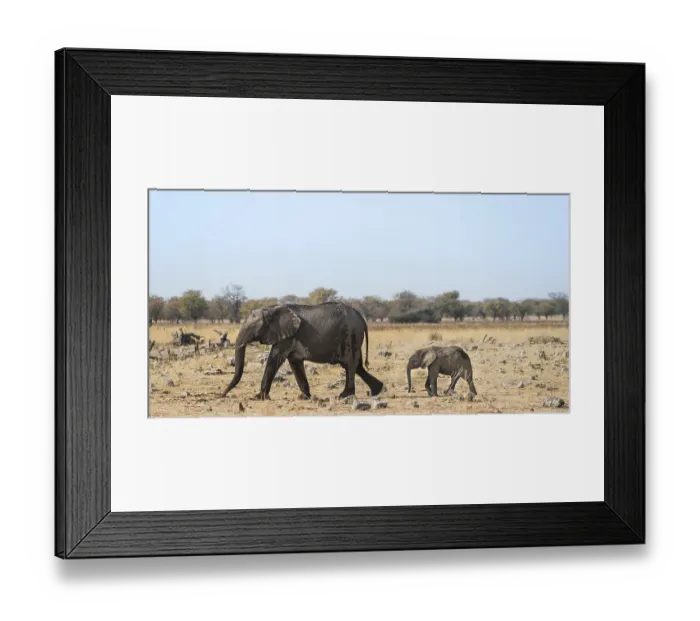 Framed Print : African Elephants (Loxodonta africana)