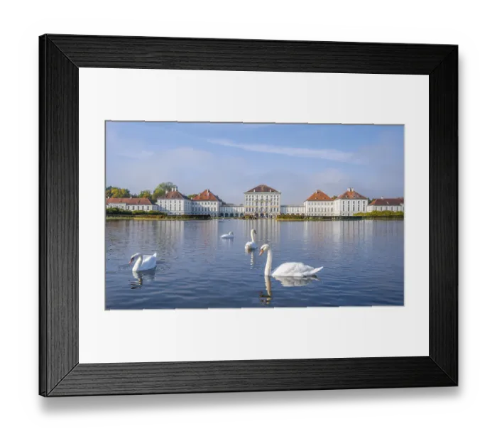 Framed Print : Swans swimming in front of Nymphenburg Palace