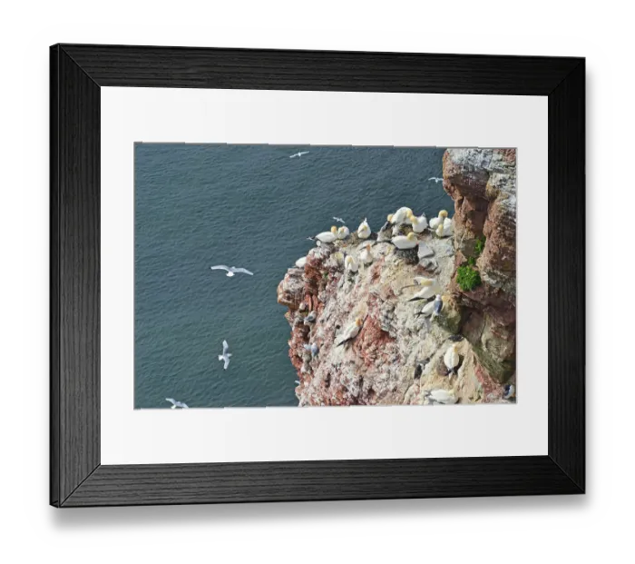 Framed Print : White and red cliff, gannets (Morus bassanus) and common murres (Uria aalge)