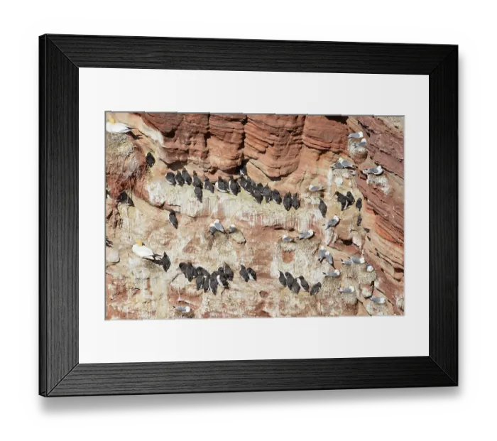 Framed Print : Common guillemots (Uria aalge) on bird rocks Framed Print : Common guillemots (Uria aalge) on bird rocks