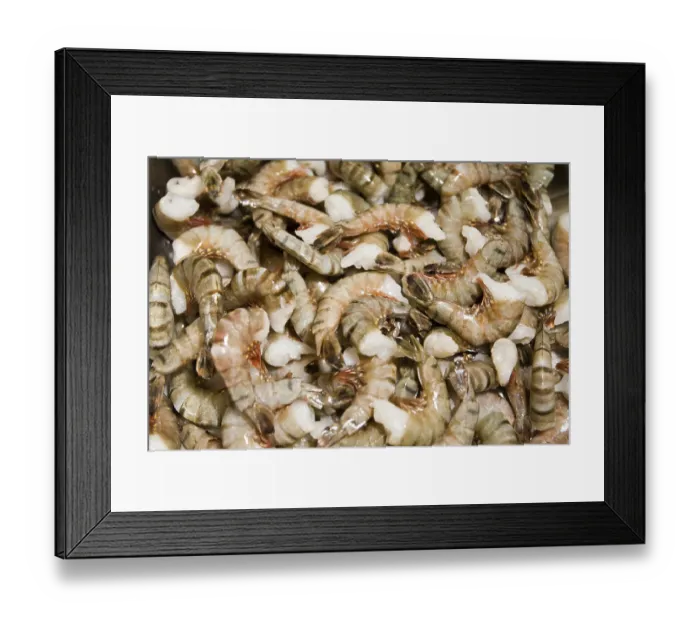Framed Print : Black Tiger Prawns (Penaeus monodon) Framed Print : Black Tiger Prawns (Penaeus monodon)
