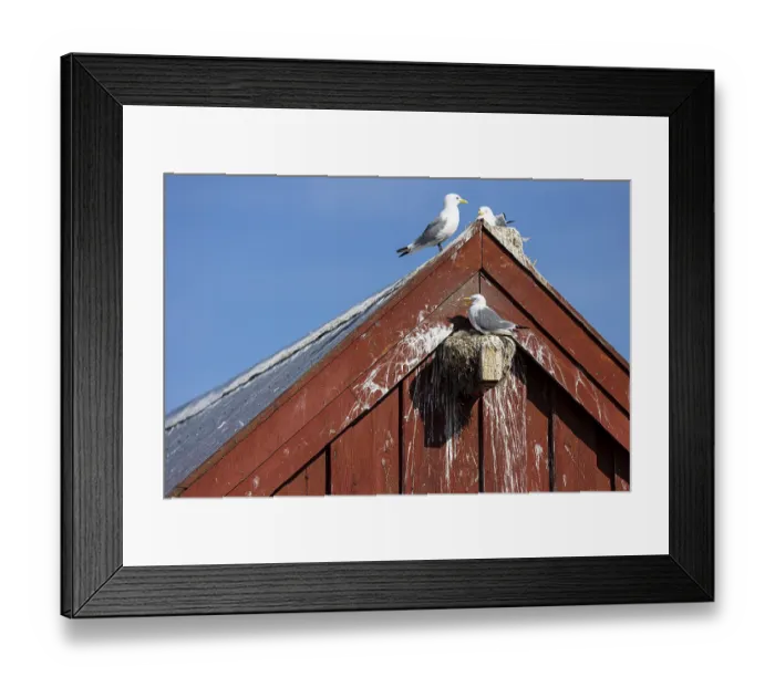 Framed Print : Kittiwake (Rissa tridactyla), adult bird panting with chicks on nest on house facade