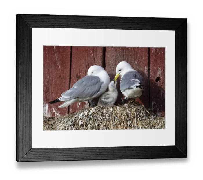 Framed Print : Black-legged kittiwake (Rissa tridactyla) Framed Print : Black-legged kittiwake (Rissa tridactyla)