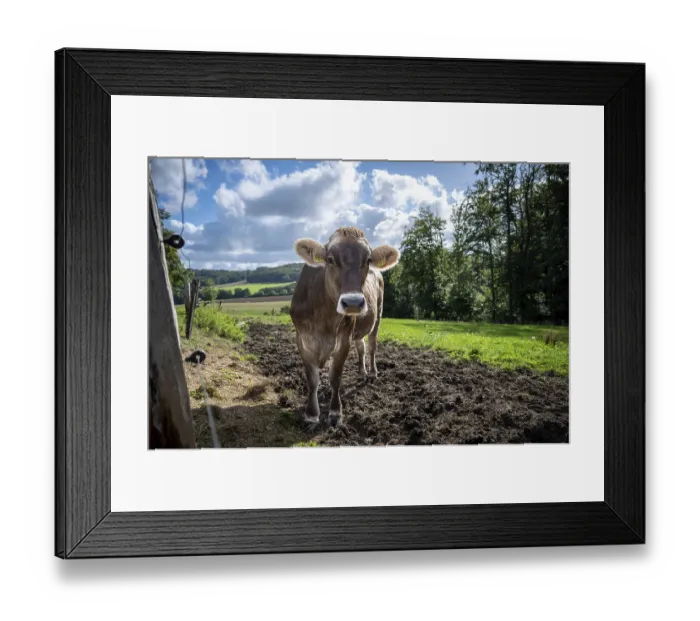 Framed Print : Curious cow on a pasture looks into the camera
