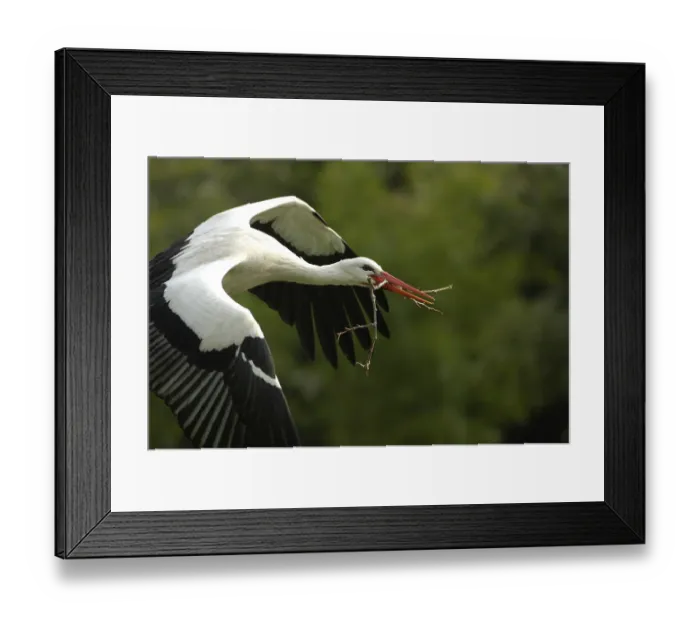 Framed Print : Flying White Stork (ciconia ciconia)