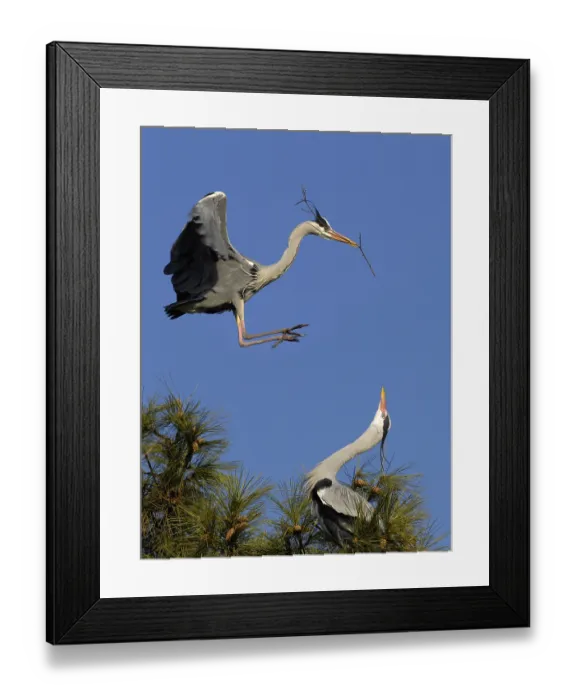 Framed Print : Flying European grey heron (Ardea cinerea) with nesting material