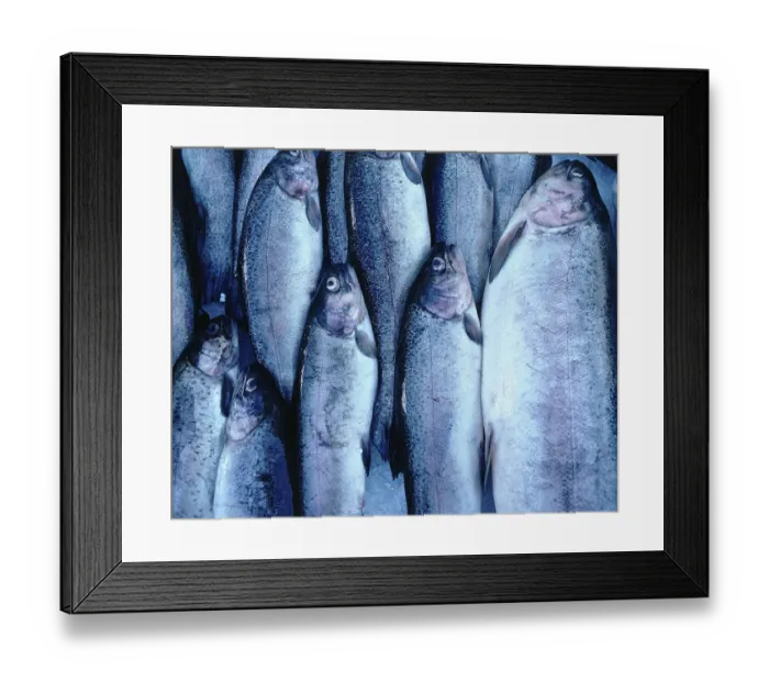 Framed Print : Fresh fish (sea trouts, salmo trutta trutta)