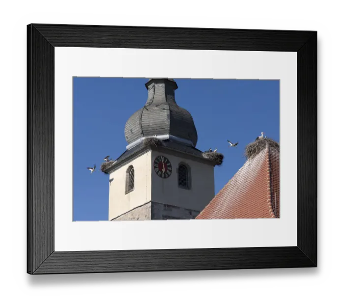Framed Print : WeiBstorche nisten auf dem Kirchturm