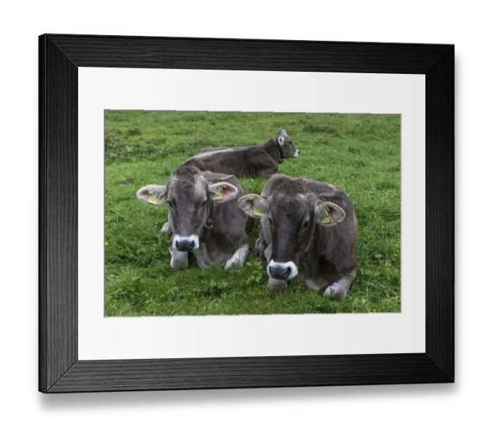 Framed Print : Allgau cows in a meadow, gabled house Framed Print : Allgau cows in a meadow, gabled house