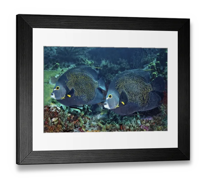 Framed Print : Two French Angelfishes (Pomacanthus paru) above coral reef