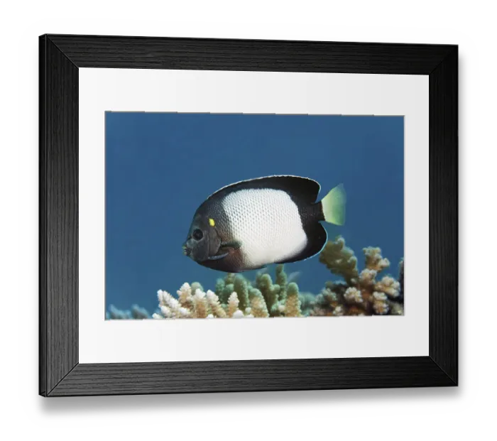 Framed Print : Red Sea Angelfish (Apolemichthys xanthotis)