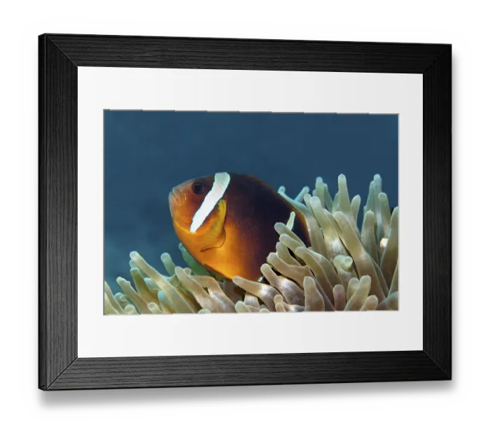 Framed Print : Red Sea anemonefish, (Amphiprion bicinctus)