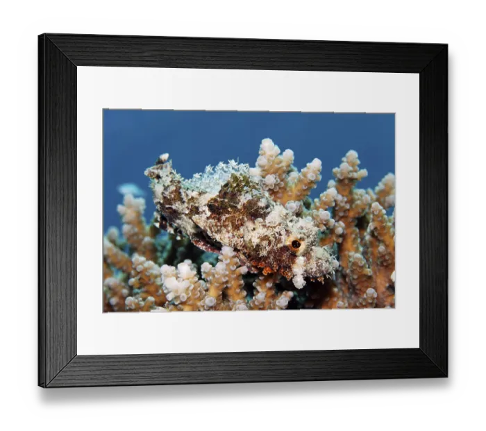 Framed Print : Juvenile Tassled Scorpionfish, (Scorpaenopsis barbata) Framed Print : Juvenile Tassled Scorpionfish, (Scorpaenopsis barbata)