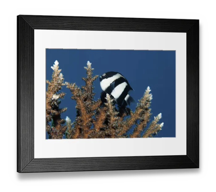 Framed Print : Three-banded damselfish (Dascyllus aruanus) Framed Print : Three-banded damselfish (Dascyllus aruanus)