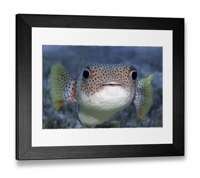 Framed Print : Portrait, Spot-fin porcupinefish (Diodon hystrix) swimming over coral reef Framed Print : Portrait, Spot-fin porcupinefish (Diodon hystrix) swimming over coral reef