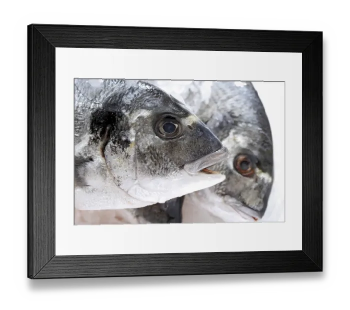 Framed Print : Gilthead seabreams, raw, close-up