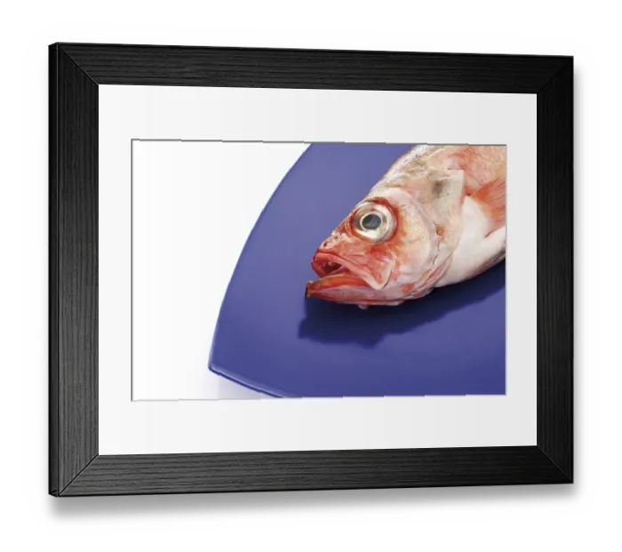 Framed Print : Ocean perch fish head on blue plate Framed Print : Ocean perch fish head on blue plate