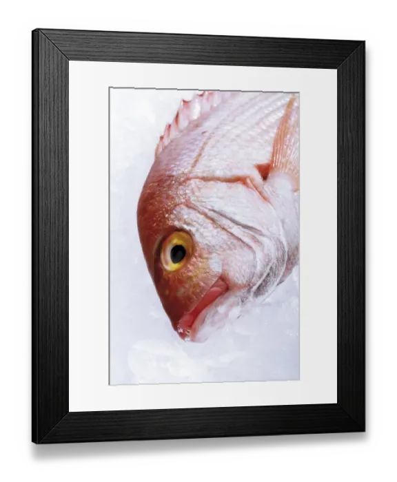 Framed Print : Gilt-head sea bream on crushed ice