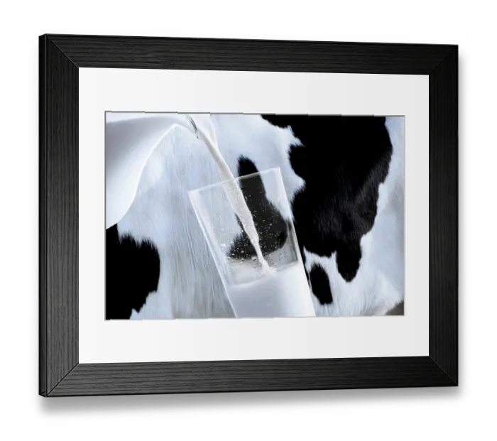 Framed Print : Glass of fresh milk being poured in front of a cow Framed Print : Glass of fresh milk being poured in front of a cow