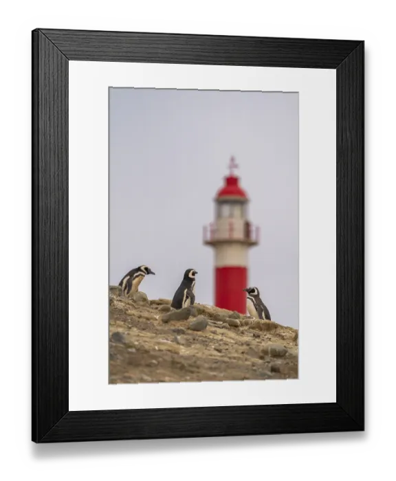 Framed Print : Magellanic penguins (Spheniscus magellanicus)
