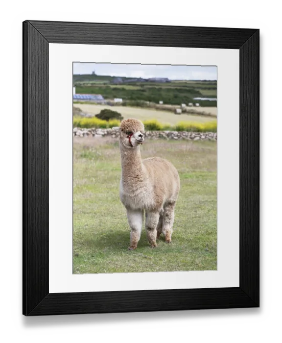 Framed Print : Charming, fluffy light brown alpaca (Llama pacos) with a red halter stands attentively and curiously in a green meadow Framed Print : Charming, fluffy light brown alpaca (Llama pacos) with a red halter stands attentively and curiously in a green meadow